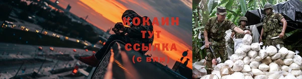 прущие грибы Беломорск